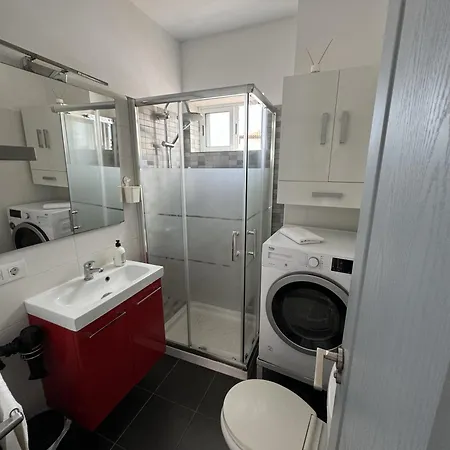 Phoenix Canariensis *