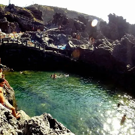 Phoenix Canariensis *