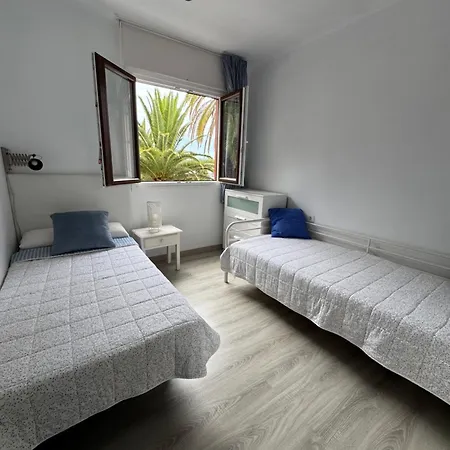 Phoenix Canariensis *