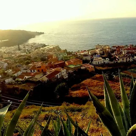 Phoenix Canariensis * San Juan de la Rambla